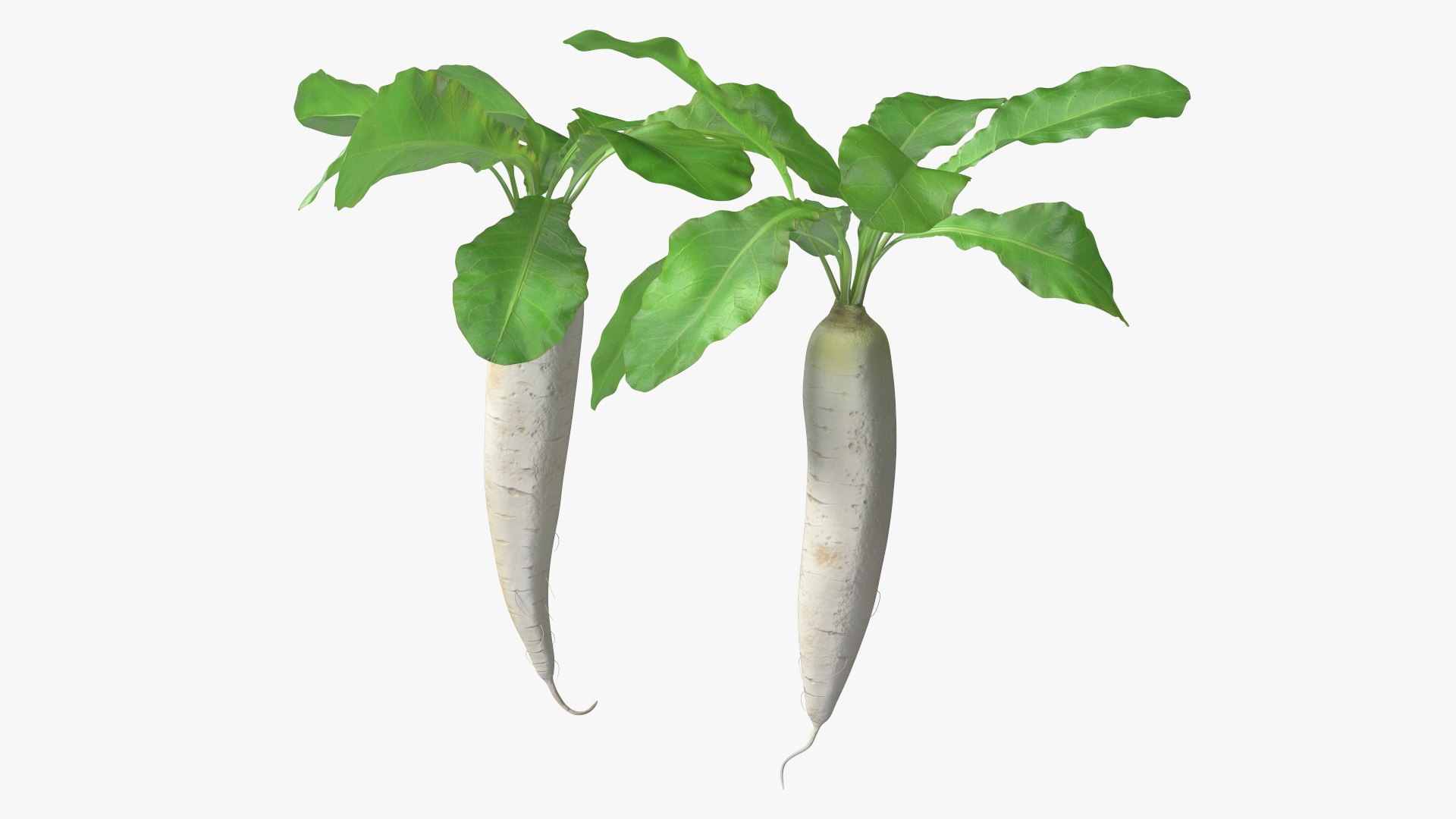 Growing Daikon Winter Radish 3D model preview