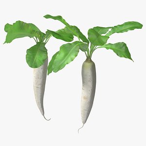 Growing Daikon Winter Radish
