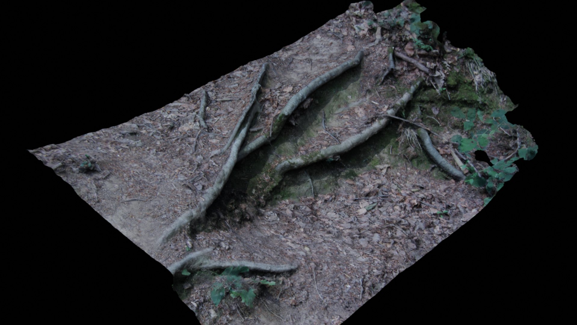 section forest floor 3D model https://p.turbosquid.com/ts-thumb/tn/6A3PKO/UrxgkzRW/ground3/png/1582804882/1920x1080/fit_q87/a3cce95c9f3059ac677a0dec2b9a4ace9e7012ab/ground3.jpg