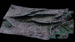 forest floor section