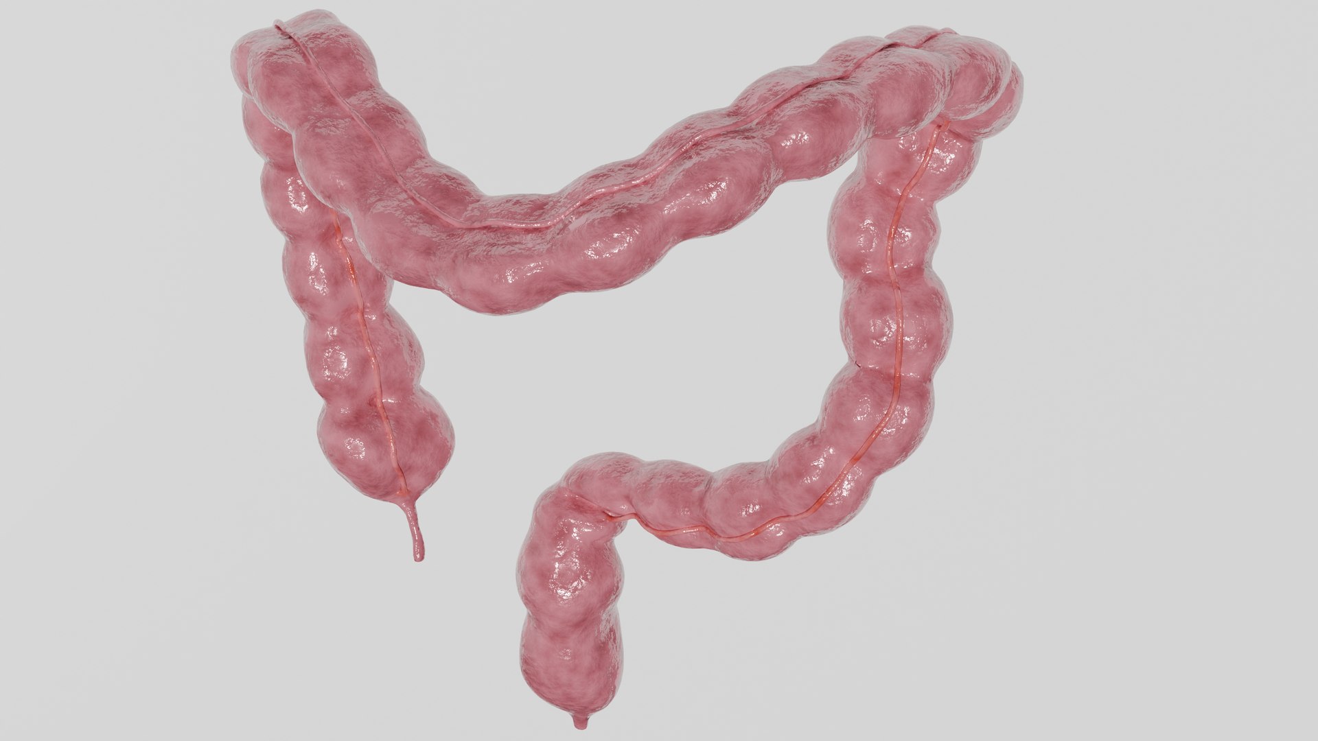 3D Human Large Intestine Anatomy - TurboSquid 2412361