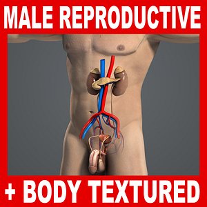 medically reproductive urinary systems 3d max