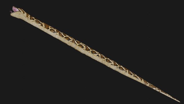 modelo 3d Python Low Poly - TurboSquid 1668490