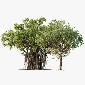 3D AV Celtis laevigata Sugarberry Hackberry and  Banyan Ficus Benghalensis model