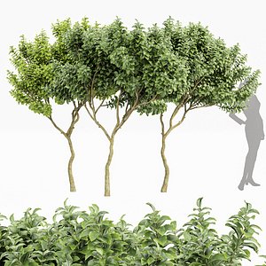 3D Joy Perfume Orange Michelia Champaca Tree Vray max