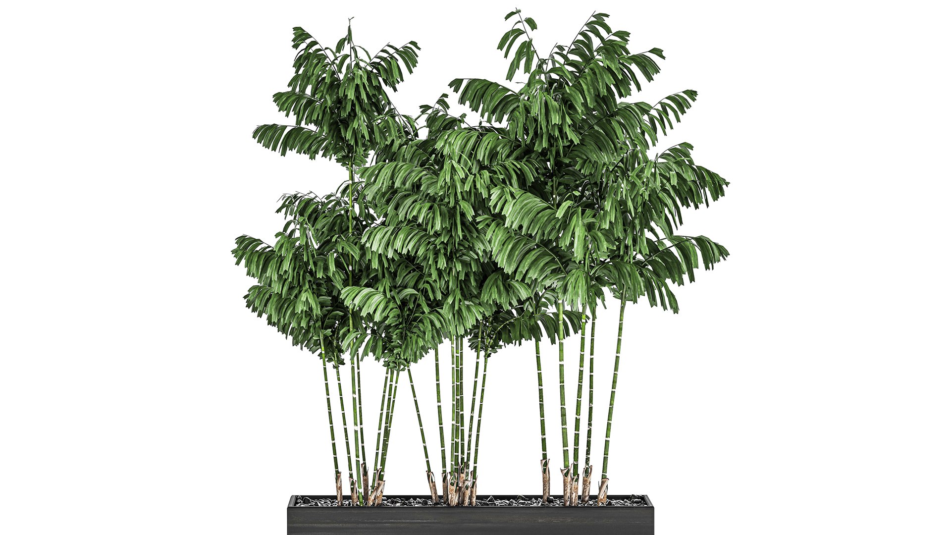 3D pots chamaedorea decorative model https://p.turbosquid.com/ts-thumb/tn/QiKV9e/2v/1chamaedorea06012020xxl01/jpg/1610023526/1920x1080/fit_q87/71cf135531ec0ed1ae0594feb5fb9435156cd94a/1chamaedorea06012020xxl01.jpg