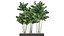 植木鉢の装飾的なヤシのチャメドレア797