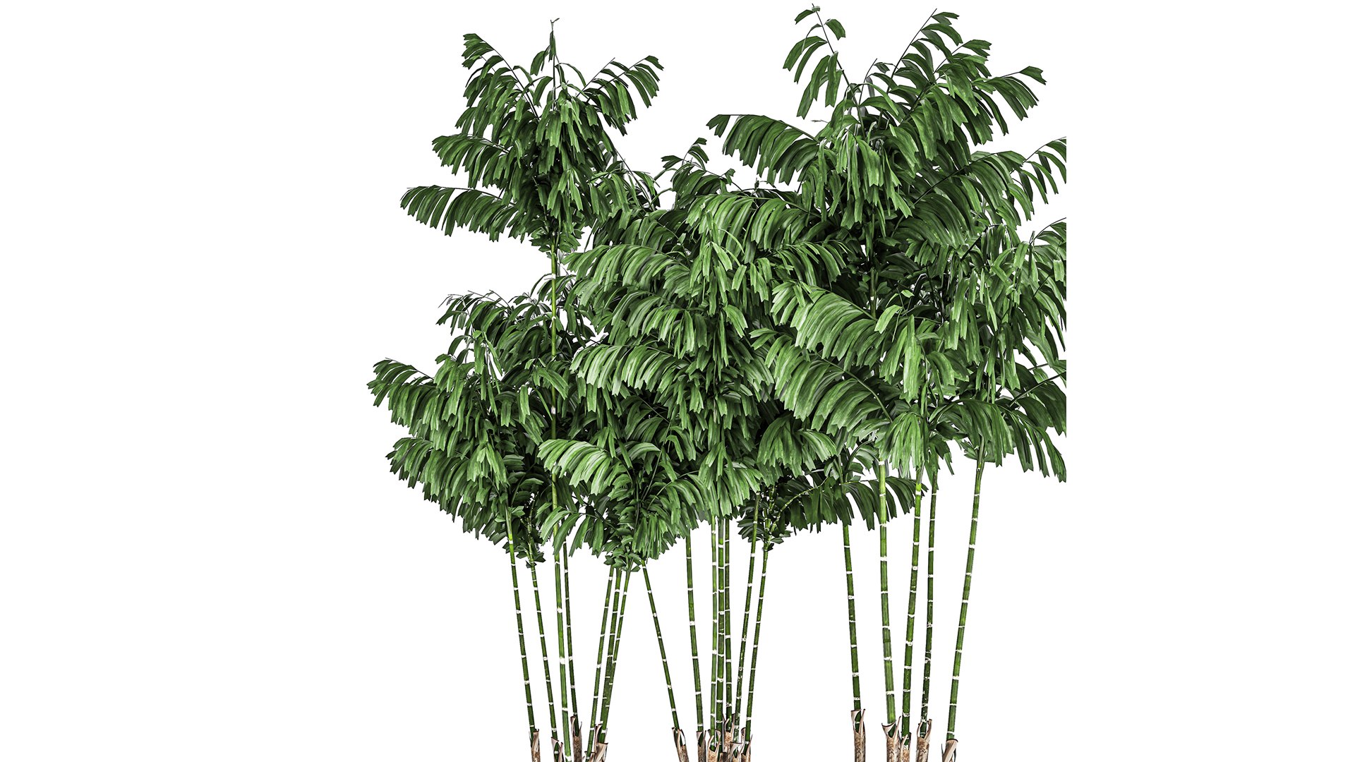 3D pots chamaedorea decorative model https://p.turbosquid.com/ts-thumb/tn/QiKV9e/4P/1chamaedorea06012020xxl02/jpg/1610023530/1920x1080/fit_q87/999456f2f23e3ade0cd7dcbadddb87a6df51fe12/1chamaedorea06012020xxl02.jpg