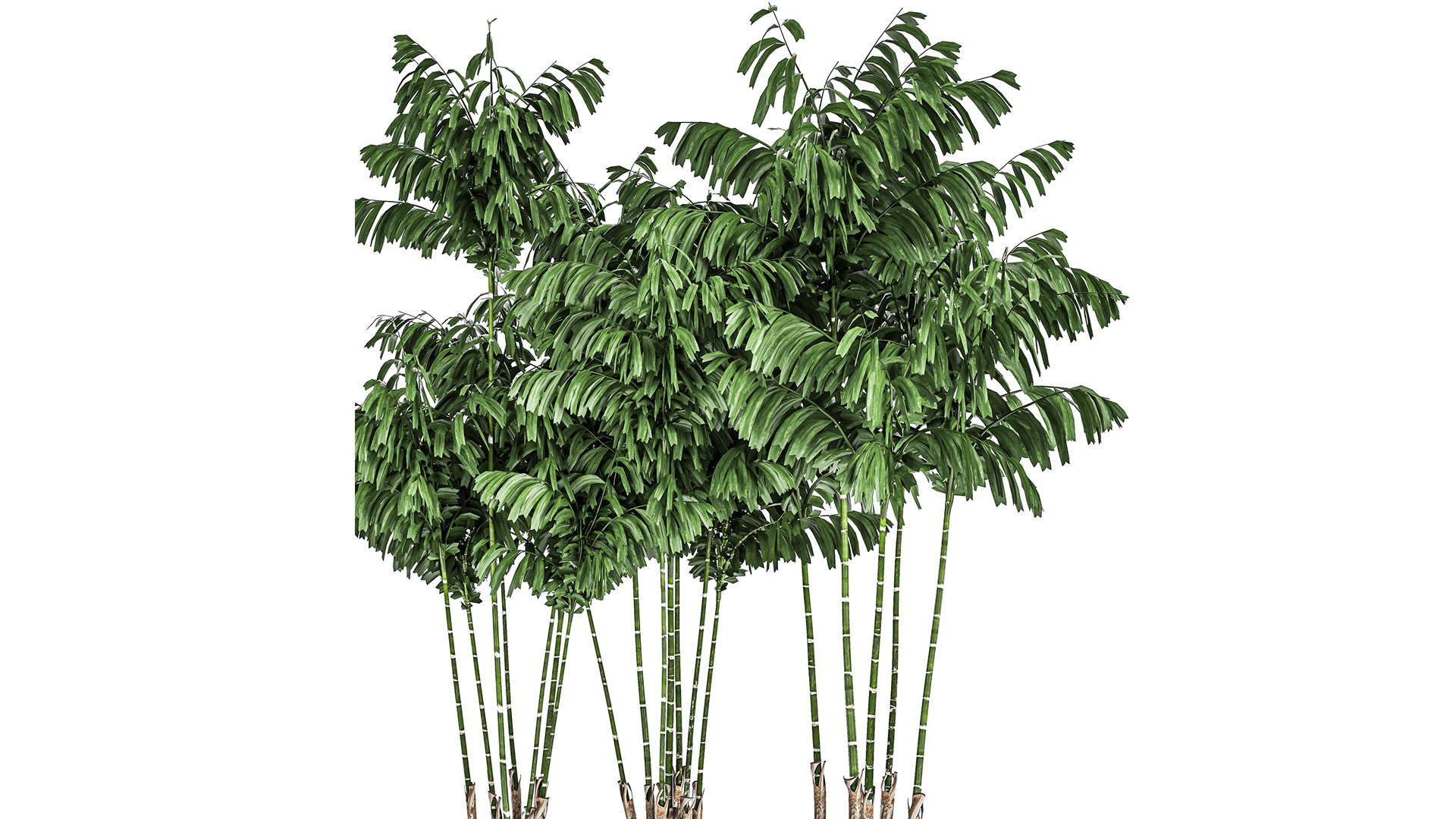 3D pots chamaedorea decorative model https://p.turbosquid.com/ts-thumb/tn/QiKV9e/8l/1chamaedorea06012020xxl03/jpg/1610023531/1920x1080/fit_q87/ea17ec041c8383fd88e6e901676913e6d85e7834/1chamaedorea06012020xxl03.jpg