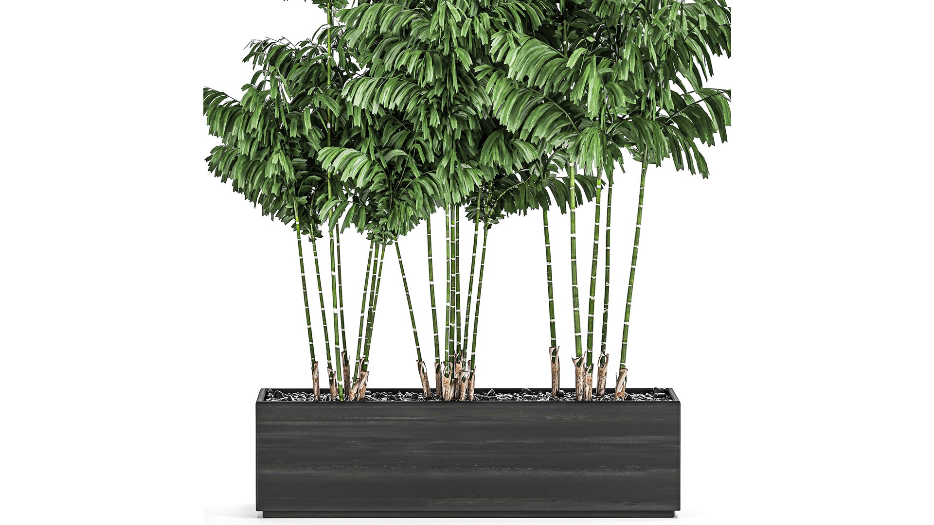 3D pots chamaedorea decorative model https://p.turbosquid.com/ts-thumb/tn/QiKV9e/Sh/1chamaedorea06012020xxl04/jpg/1610023531/1920x1080/fit_q87/8726e15c484f180ef6efe8f8edab29a15089d272/1chamaedorea06012020xxl04.jpg