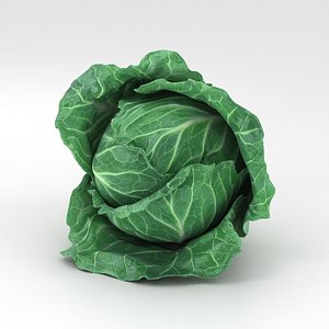 3D cabbage vegetable food model