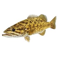 Smallmouth Bass