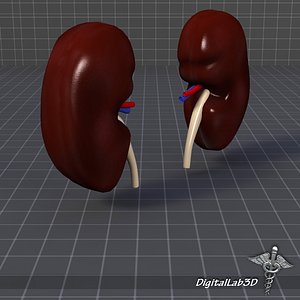 human kidney 3d model