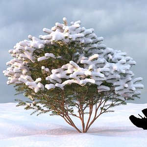 Winter Tree 25