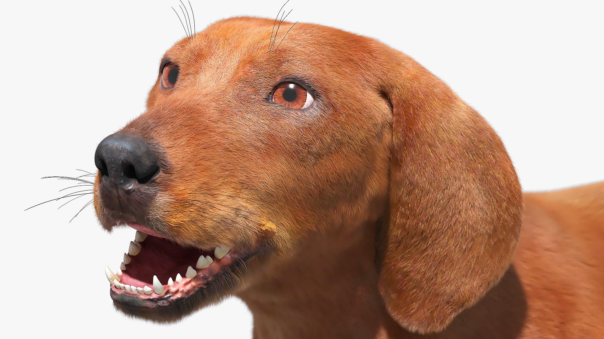 Dachshund Brown Running Fur Animated Rigged for Maya 3D model https://p.turbosquid.com/ts-thumb/tn/xaA2Y9/Jf/dachshund_brown_running_fur_animation_rigged_for_maya_009/jpg/1776819044/1920x1080/fit_q87/bc085dfaf2e7c7c901f0f44819bb4c19cbef7bc0/dachshund_brown_running_fur_animation_rigged_for_maya_009.jpg
