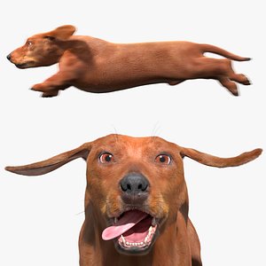 Dachshund Brown Running Fur Animated Rigged for Maya 3D model