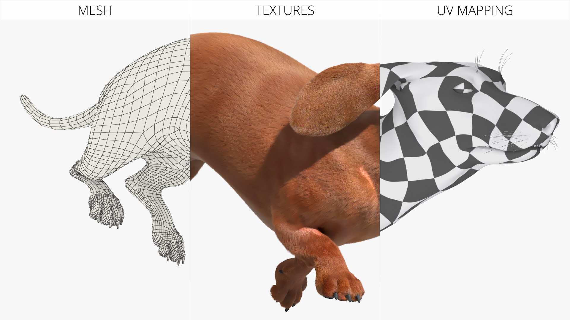 Dachshund Brown Running Fur Animated Rigged for Maya 3D model https://p.turbosquid.com/ts-thumb/tn/xaA2Y9/fD/dachshund_brown_running_fur_animation_rigged_for_maya_011/jpg/1776819051/1920x1080/fit_q87/8e61ccf755b0a2ec66b027096f6b992c6f6800f4/dachshund_brown_running_fur_animation_rigged_for_maya_011.jpg