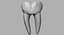 realistic tooth dentition 3d model