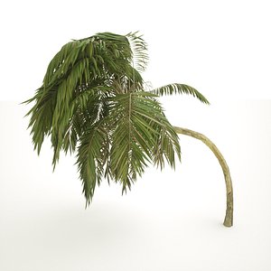 Palm Tree