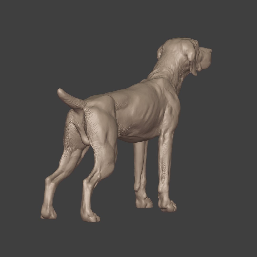 3D Dog Model - TurboSquid 2084571