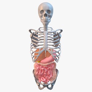 obj torso skeleton digestive