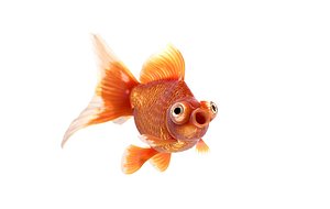 goldfish