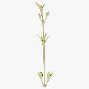 Cornus Mas Dogwood Cornaceae Sprout Remastered