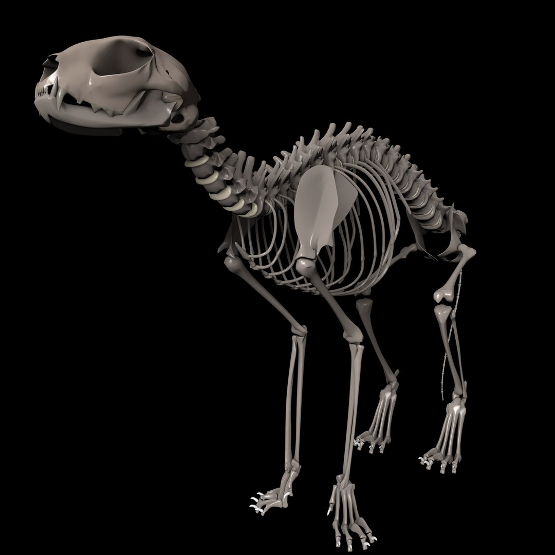 Animal Bone 3D Model TurboSquid 1432628