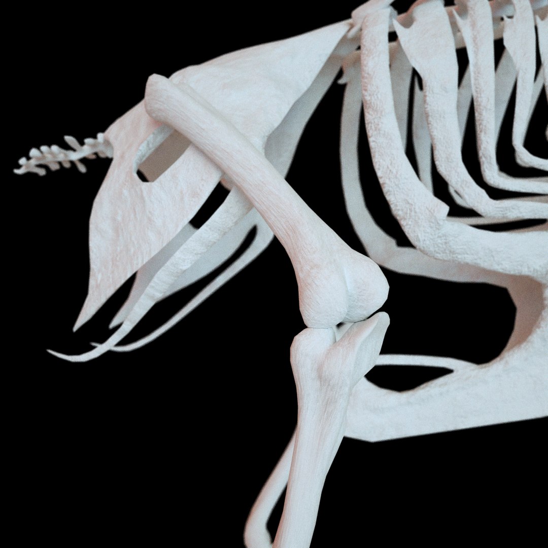 bone dove 3D https://p.turbosquid.com/ts-thumb/to/jzKoDI/1R1wcou6/hone_v24/png/1523015298/1920x1080/fit_q87/806acb507e04b8d9f9876142476d4d6c12eedba9/hone_v24.jpg