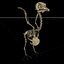 Pigeon Bird Bone dove