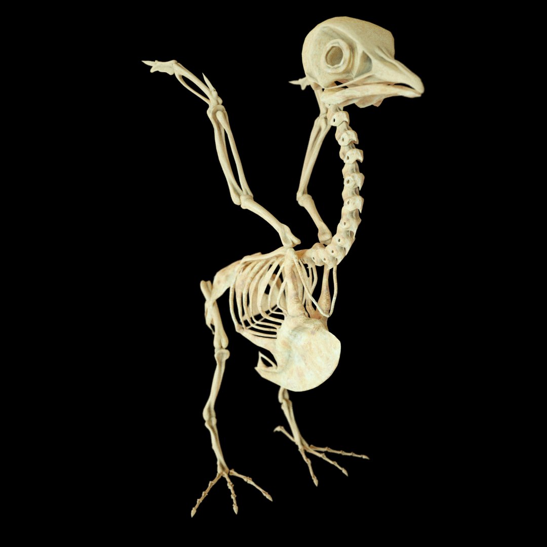 bone dove 3D https://p.turbosquid.com/ts-thumb/to/jzKoDI/OuG1usZM/hone_v04/png/1523012664/1920x1080/fit_q87/4f34418e5bbccb8e32ccab041890f8c9ef186c06/hone_v04.jpg