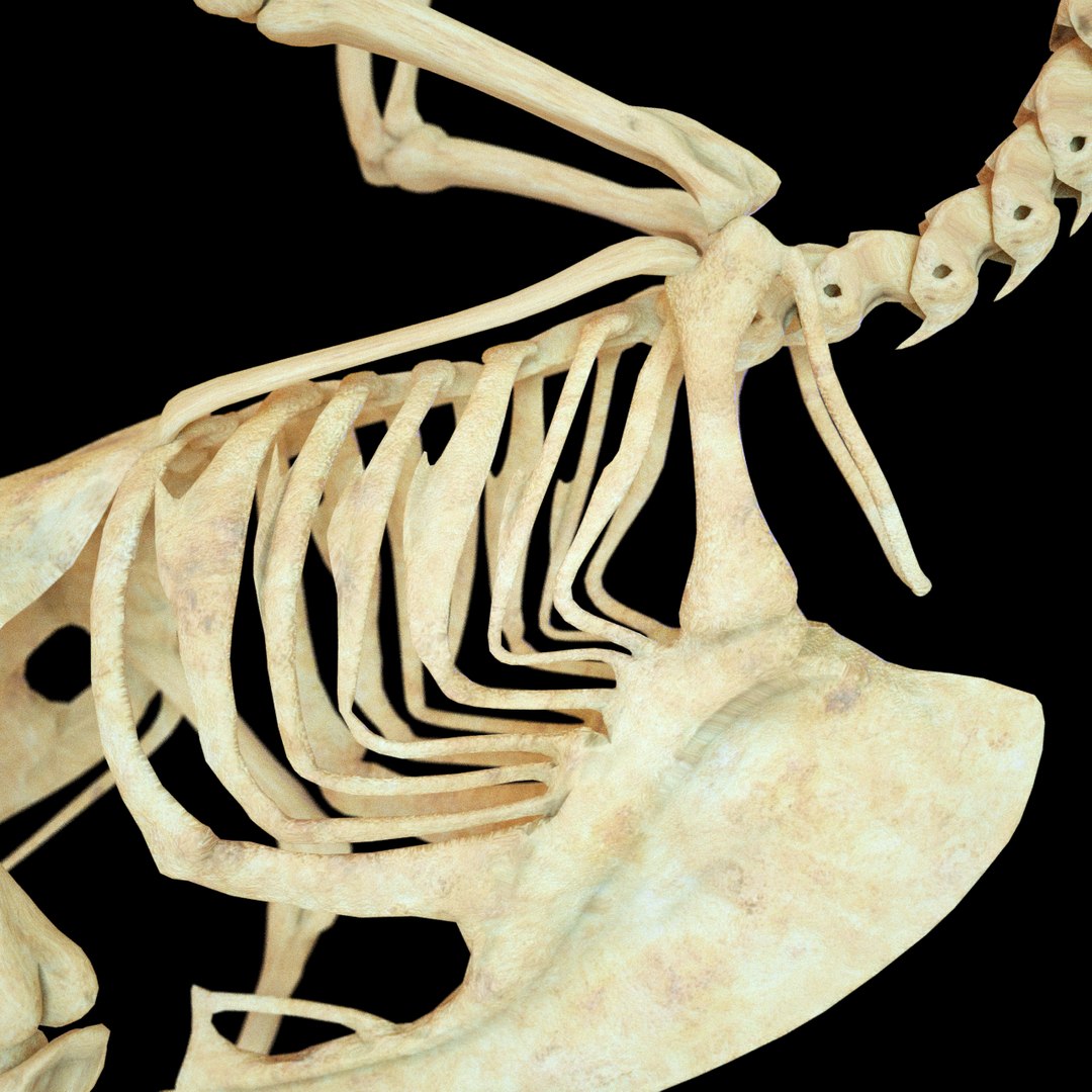 bone dove 3D https://p.turbosquid.com/ts-thumb/to/jzKoDI/QjQn67aN/hone_v17/png/1523014171/1920x1080/fit_q87/2321df04a95d6e8dd0cd63034b4c24909242c7fa/hone_v17.jpg