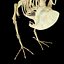 Pigeon Bird Bone dove