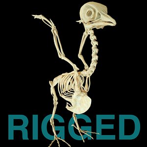 Pigeon Bird Bone dove