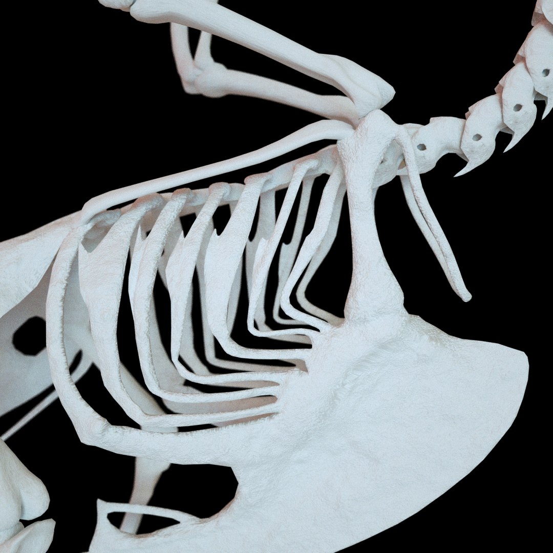 bone dove 3D https://p.turbosquid.com/ts-thumb/to/jzKoDI/lFR5gU0m/hone_v19/png/1523014219/1920x1080/fit_q87/de2c23542f58075a5dbcfac8f36c357f300aa893/hone_v19.jpg