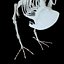 Pigeon Bird Bone dove