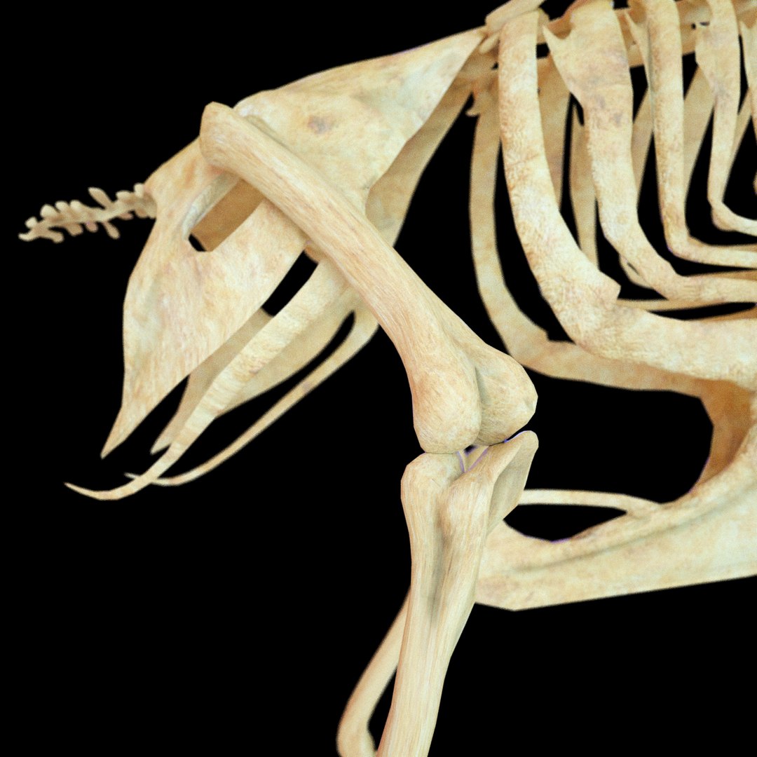 bone dove 3D https://p.turbosquid.com/ts-thumb/to/jzKoDI/lziws1es/hone_v23/png/1523015274/1920x1080/fit_q87/5bb8102304b955378110d4133e2c522867c239ac/hone_v23.jpg