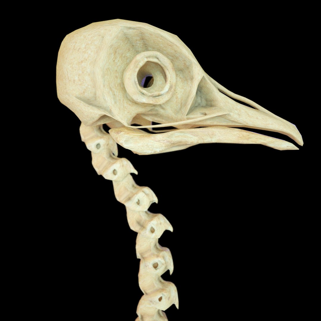 bone dove 3D https://p.turbosquid.com/ts-thumb/to/jzKoDI/q4osaqJK/hone_v16/png/1523012828/1920x1080/fit_q87/f0f0ea2aa2dc4805c548ee19e1992d69ea54a2a6/hone_v16.jpg