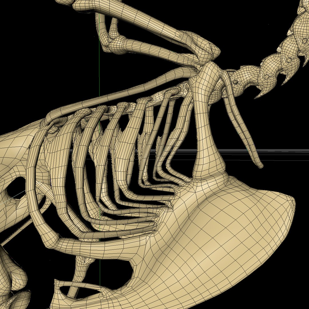bone dove 3D https://p.turbosquid.com/ts-thumb/to/jzKoDI/ruhvfXaL/hone_v18/png/1523014243/1920x1080/fit_q87/9e0fdea23db05a215864d18a095cd05aa95a0538/hone_v18.jpg