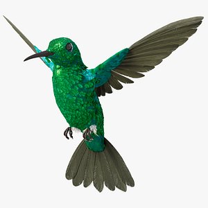 hummingbird