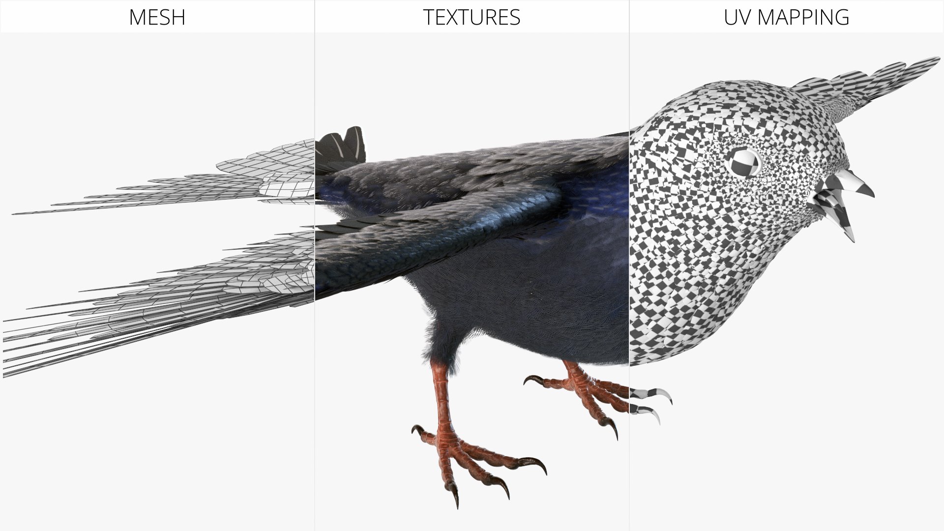 Purple Martin Bird 3D model https://p.turbosquid.com/ts-thumb/tp/3A7zFV/60/purple_martin_bird_009/jpg/1757911920/1920x1080/fit_q87/9ef2d4d71bccb8569078d06d87c55e75ca35fb82/purple_martin_bird_009.jpg