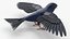 Purple Martin Bird