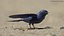 Purple Martin Bird
