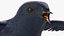 Purple Martin Bird