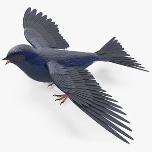 Purple Martin Bird 3D model