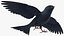 Purple Martin Bird