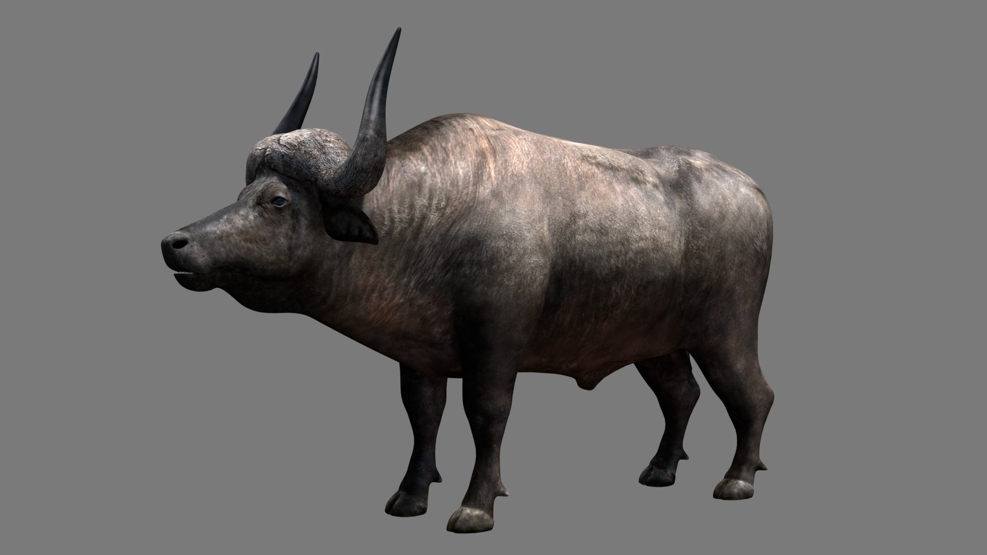 3d Buffalo Model - Turbosquid 1373752