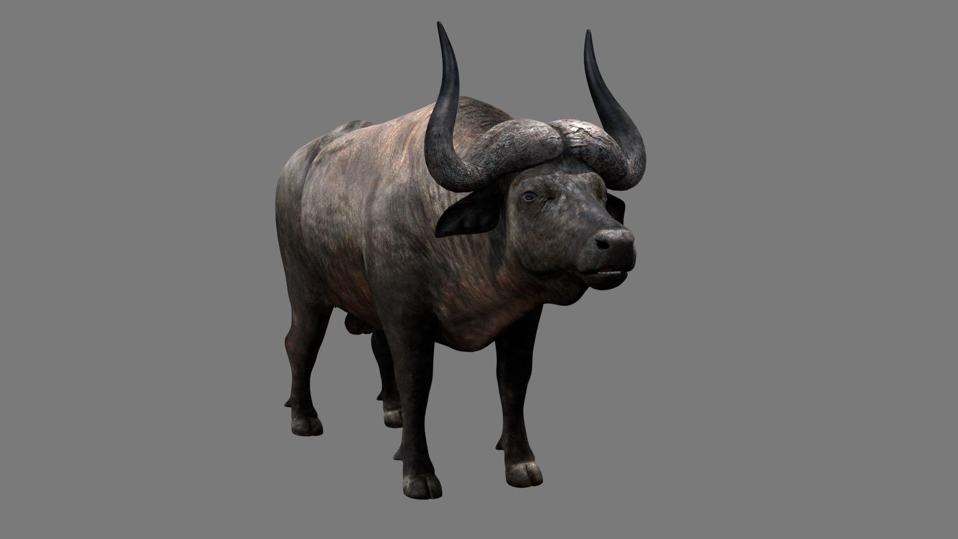 3D Buffalo Model - TurboSquid 1373752