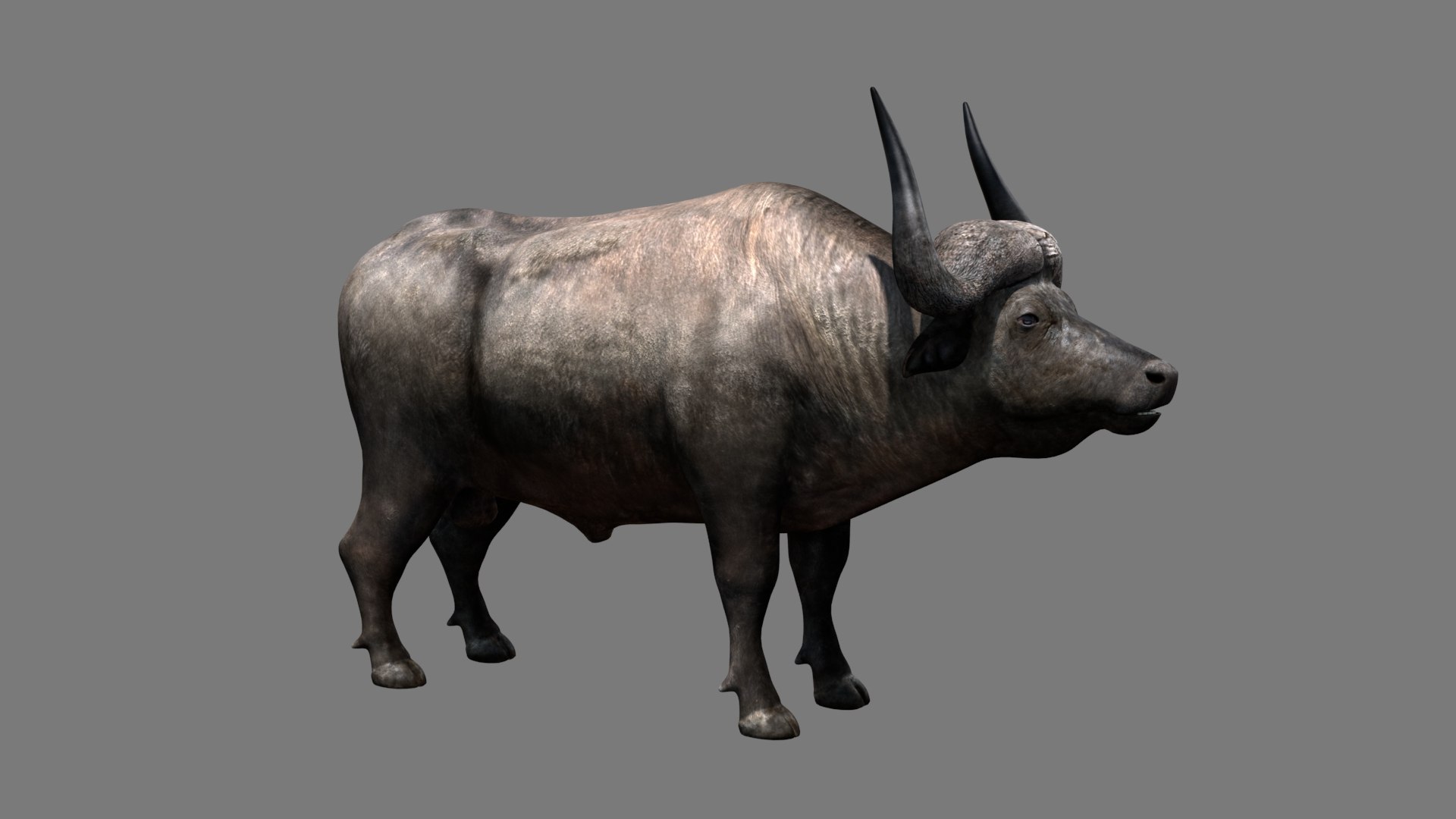 3D Buffalo Model - TurboSquid 1373752