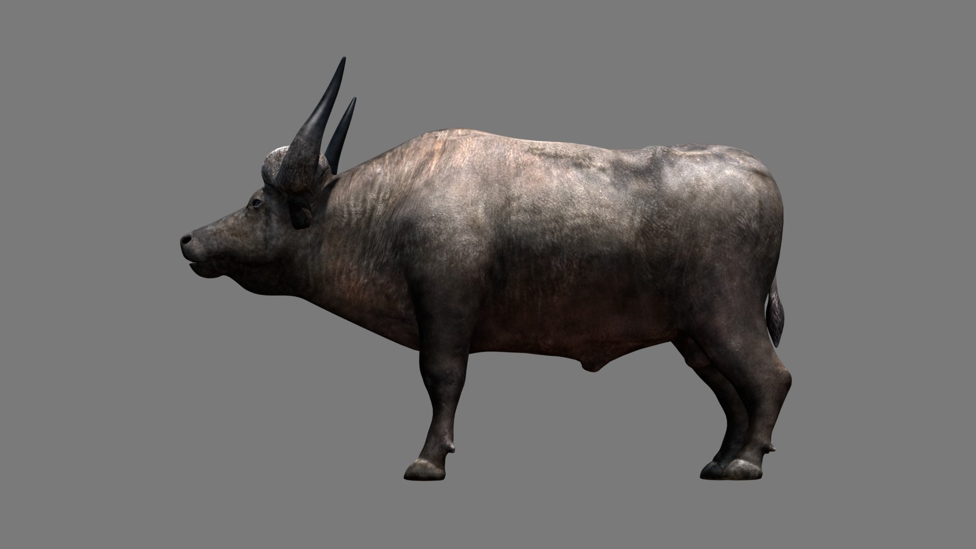 3D Buffalo Model - TurboSquid 1373752